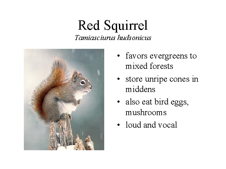 Red Squirrel Tamiasciurus hudsonicus • favors evergreens to mixed forests • store unripe cones