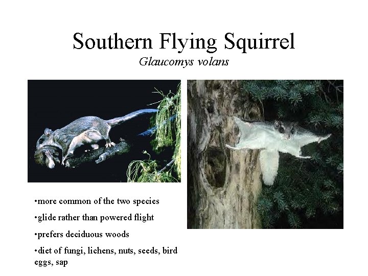 Southern Flying Squirrel Glaucomys volans • more common of the two species • glide
