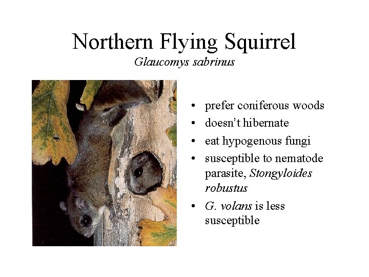 Northern Flying Squirrel Glaucomys sabrinus • • prefer coniferous woods doesn’t hibernate eat hypogenous