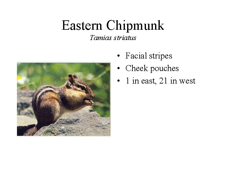 Eastern Chipmunk Tamias striatus • Facial stripes • Cheek pouches • 1 in east,