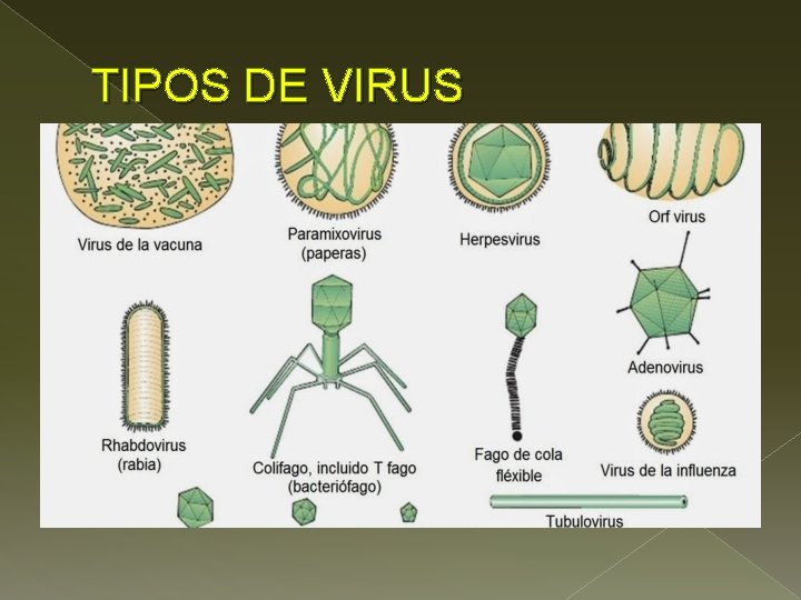 TIPOS DE VIRUS 