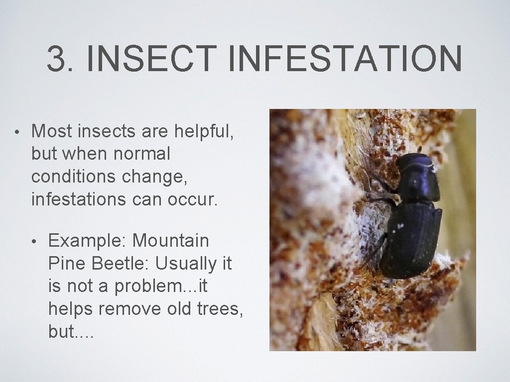 3. INSECT INFESTATION • Most insects are helpful, but when normal conditions change, infestations