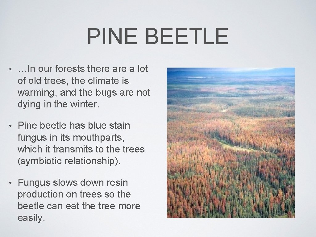 PINE BEETLE • …In our forests there a lot of old trees, the climate