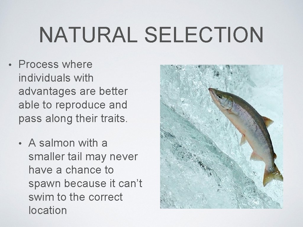 NATURAL SELECTION • Process where individuals with advantages are better able to reproduce and