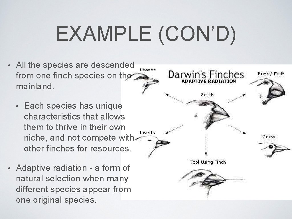 EXAMPLE (CON’D) • All the species are descended from one finch species on the