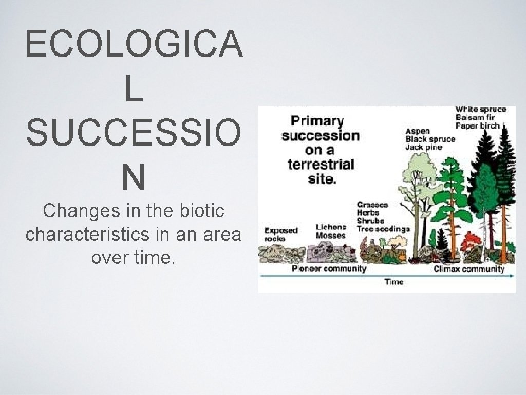 ECOLOGICA L SUCCESSIO N Changes in the biotic characteristics in an area over time.