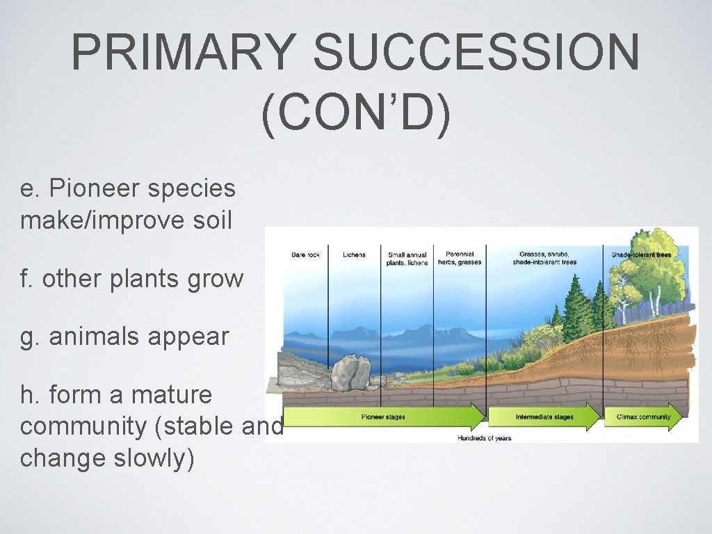 PRIMARY SUCCESSION (CON’D) e. Pioneer species make/improve soil f. other plants grow g. animals