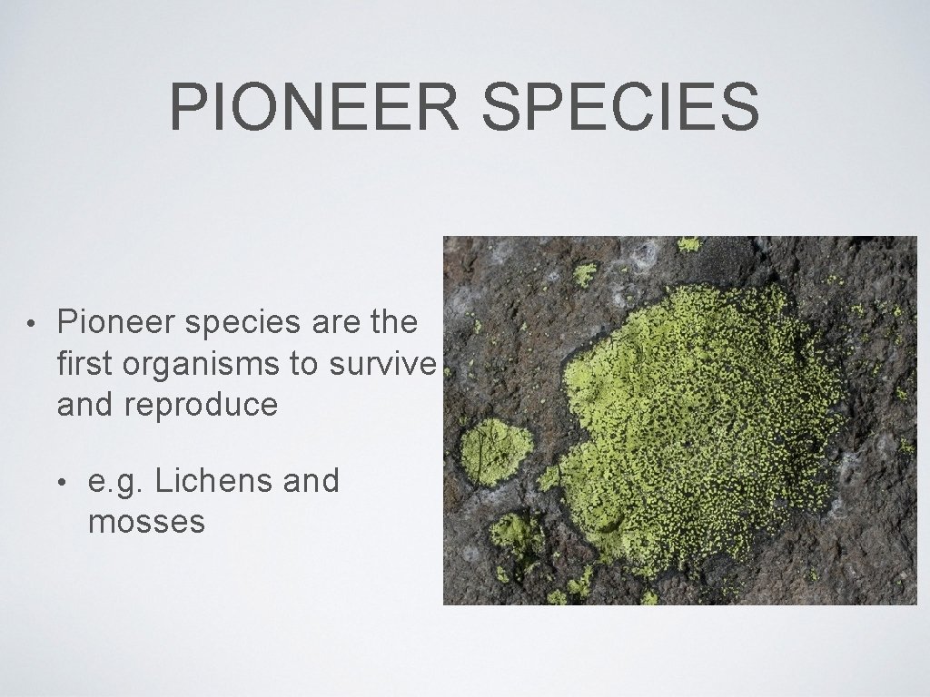 PIONEER SPECIES • Pioneer species are the first organisms to survive and reproduce •