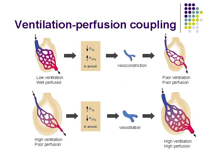 Ventilation-perfusion coupling vasoconstriction Low ventilation Well perfused Poor ventilation Poor perfusion vasodilation High ventilation