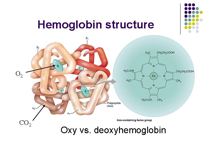 Hemoglobin structure O 2 CO 2 Oxy vs. deoxyhemoglobin 