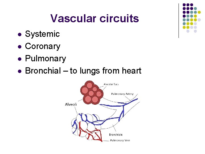 Vascular circuits l l Systemic Coronary Pulmonary Bronchial – to lungs from heart 