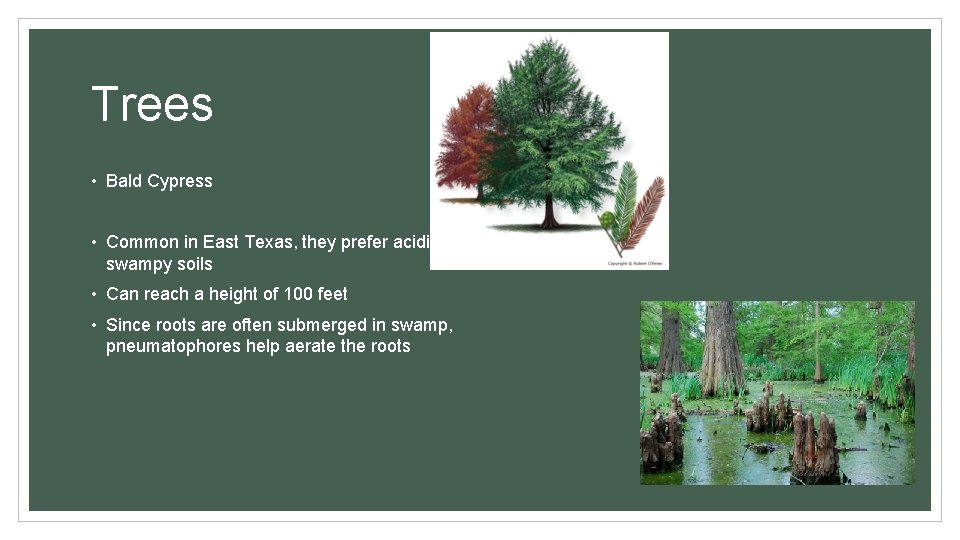 Trees • Bald Cypress • Common in East Texas, they prefer acidic, swampy soils