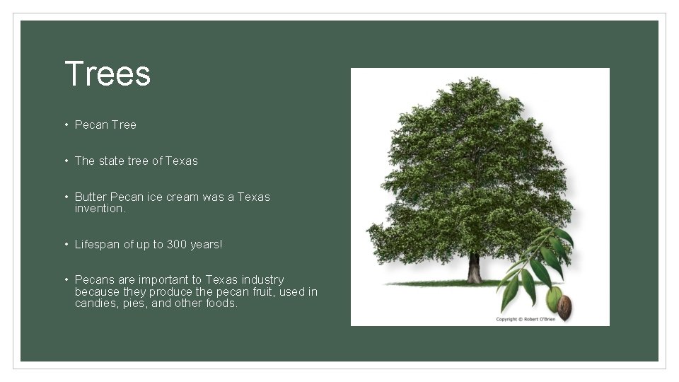 Trees • Pecan Tree • The state tree of Texas • Butter Pecan ice