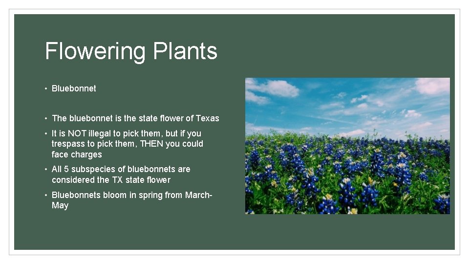Flowering Plants • Bluebonnet • The bluebonnet is the state flower of Texas •
