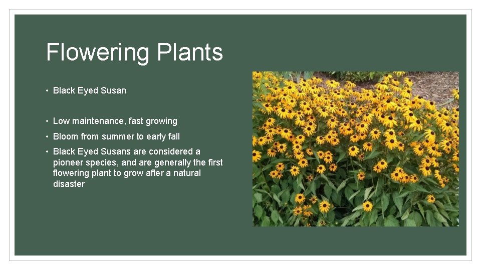 Flowering Plants • Black Eyed Susan • Low maintenance, fast growing • Bloom from