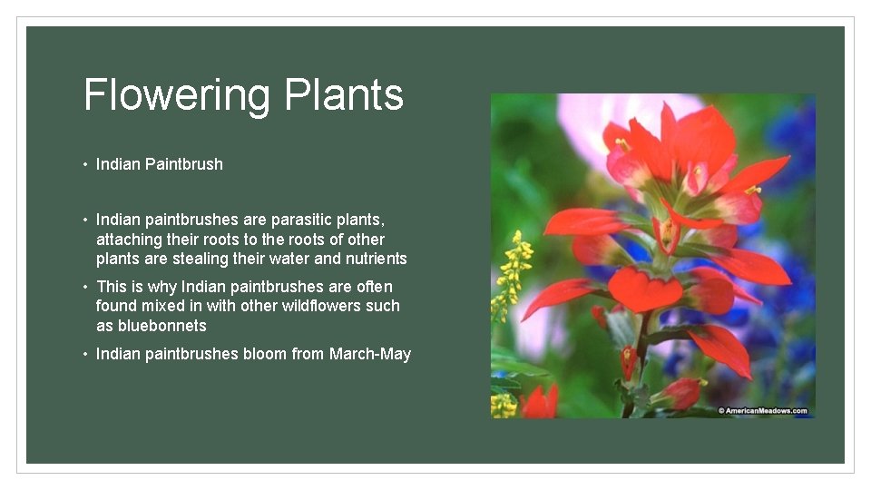 Flowering Plants • Indian Paintbrush • Indian paintbrushes are parasitic plants, attaching their roots