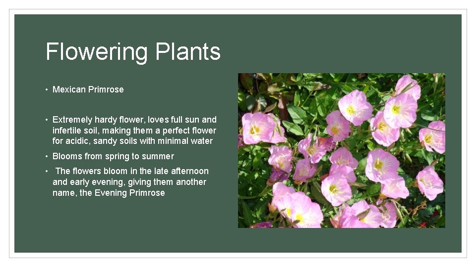 Flowering Plants • Mexican Primrose • Extremely hardy flower, loves full sun and infertile