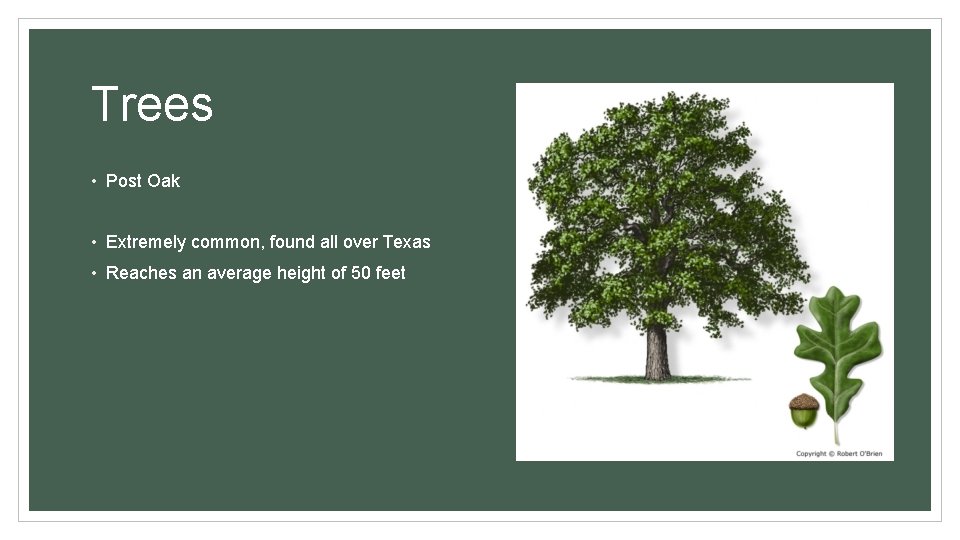 Trees • Post Oak • Extremely common, found all over Texas • Reaches an