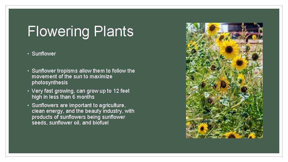 Flowering Plants • Sunflower tropisms allow them to follow the movement of the sun