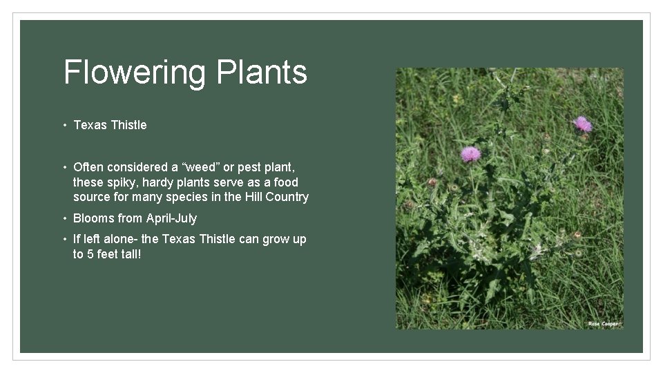 Flowering Plants • Texas Thistle • Often considered a “weed” or pest plant, these