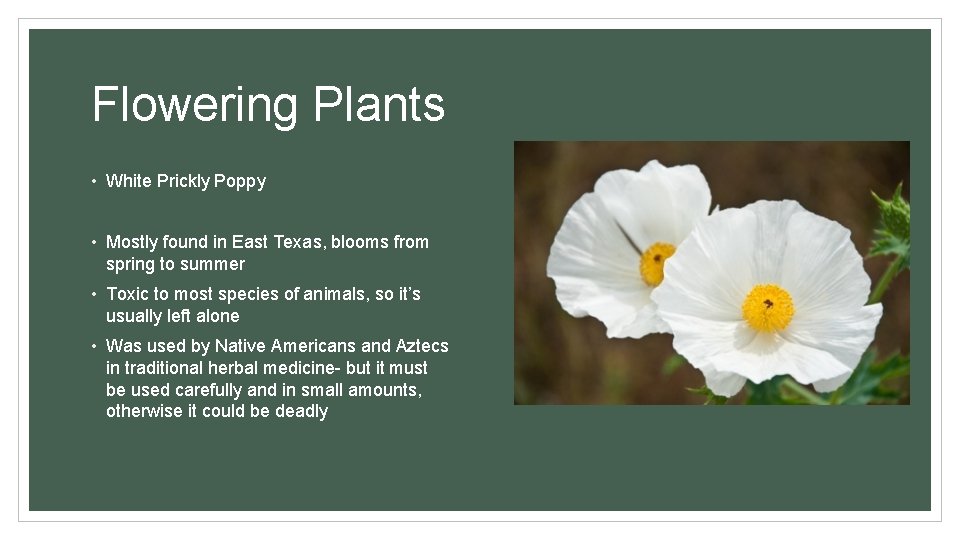 Flowering Plants • White Prickly Poppy • Mostly found in East Texas, blooms from