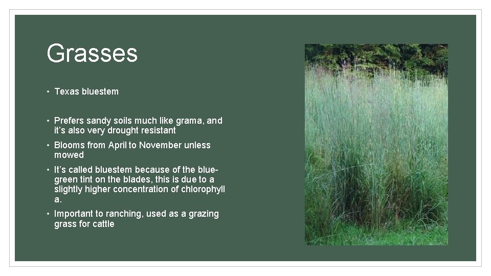 Grasses • Texas bluestem • Prefers sandy soils much like grama, and it’s also