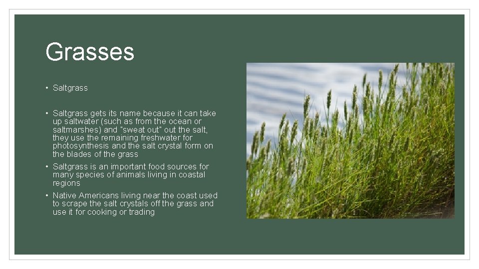 Grasses • Saltgrass gets its name because it can take up saltwater (such as