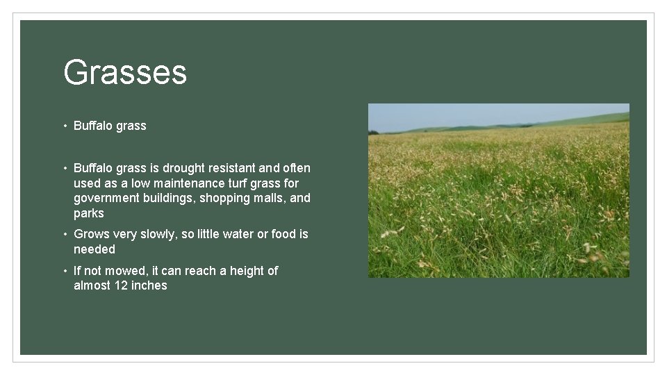 Grasses • Buffalo grass is drought resistant and often used as a low maintenance