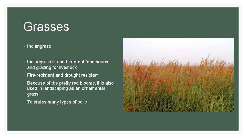Grasses • Indiangrass is another great food source and grazing for livestock • Fire-resistant