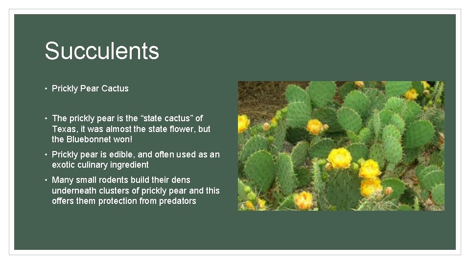 Succulents • Prickly Pear Cactus • The prickly pear is the “state cactus” of