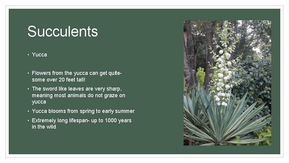 Succulents • Yucca • Flowers from the yucca can get quitesome over 20 feet