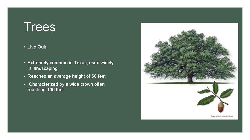 Trees • Live Oak • Extremely common in Texas, used widely in landscaping •