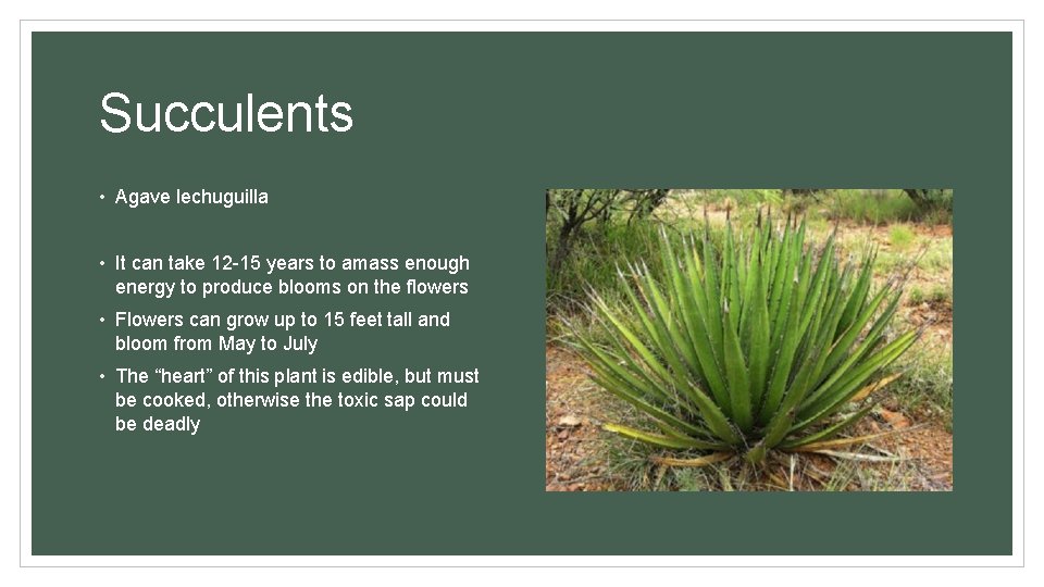 Succulents • Agave lechuguilla • It can take 12 -15 years to amass enough