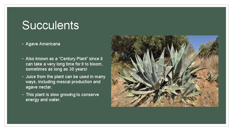 Succulents • Agave Americana • Also known as a “Century Plant” since it can