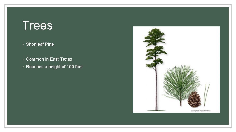 Trees • Shortleaf Pine • Common in East Texas • Reaches a height of