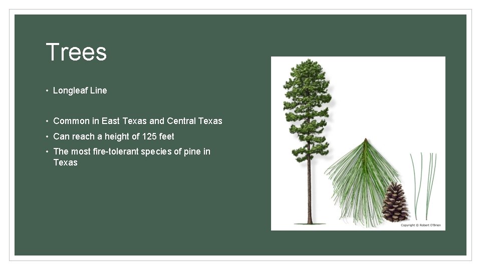 Trees • Longleaf Line • Common in East Texas and Central Texas • Can