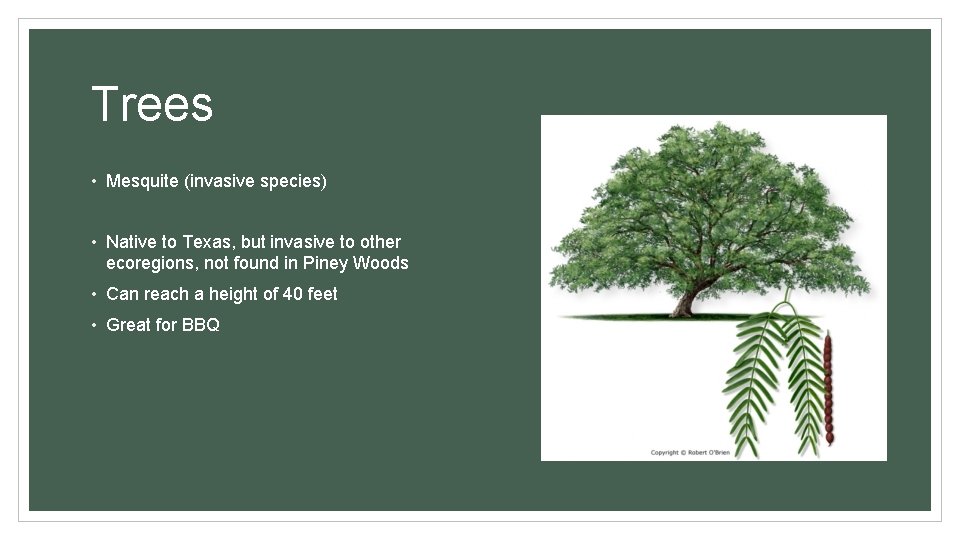 Trees • Mesquite (invasive species) • Native to Texas, but invasive to other ecoregions,