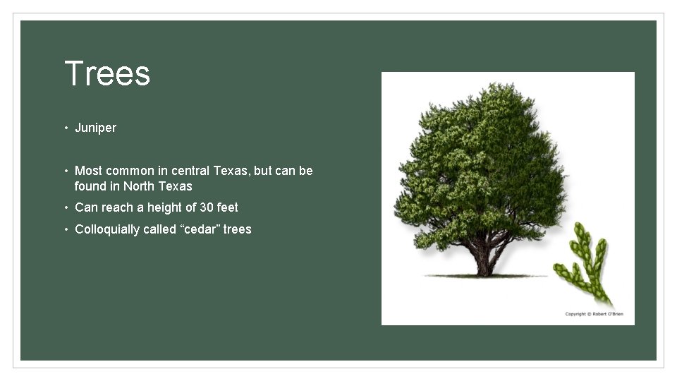 Trees • Juniper • Most common in central Texas, but can be found in
