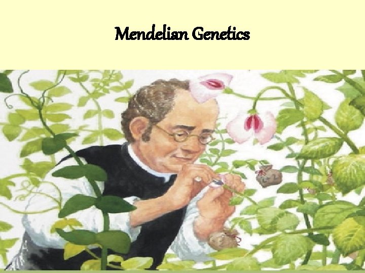 Mendelian Genetics 
