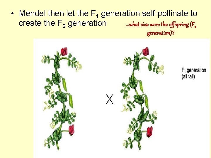  • Mendel then let the F 1 generation self-pollinate to create the F