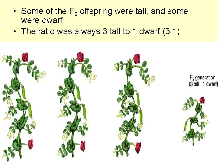  • Some of the F 2 offspring were tall, and some were dwarf