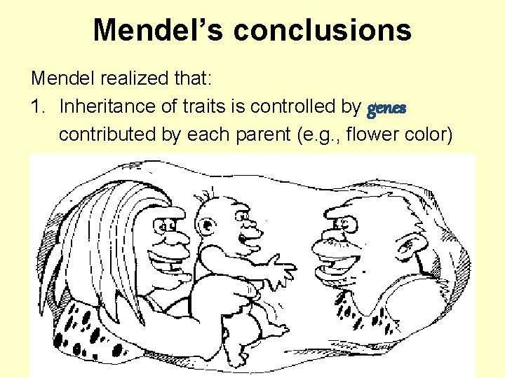 Mendel’s conclusions Mendel realized that: 1. Inheritance of traits is controlled by genes contributed