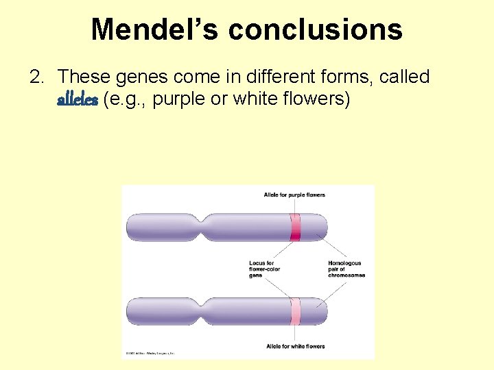 Mendel’s conclusions 2. These genes come in different forms, called alleles (e. g. ,