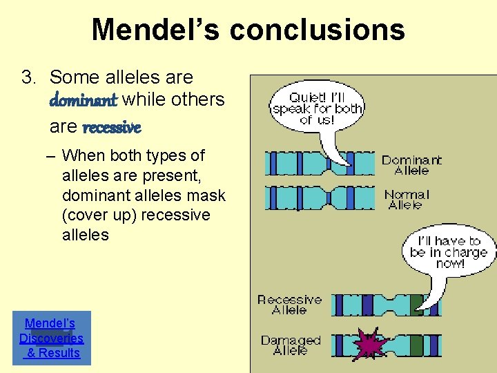 Mendel’s conclusions 3. Some alleles are dominant while others are recessive – When both