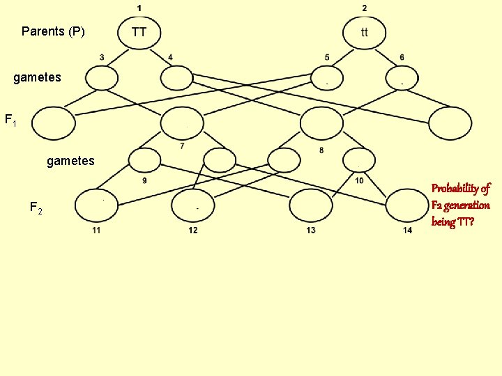 Parents (P) gametes F 1 gametes F 2 Probability of F 2 generation being