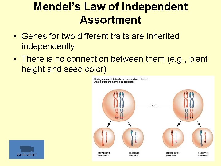 Mendel’s Law of Independent Assortment • Genes for two different traits are inherited independently