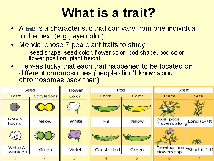 What is a trait? • A trait is a characteristic that can vary from