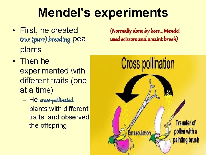 Mendel's experiments • First, he created true (pure) breeding pea plants • Then he