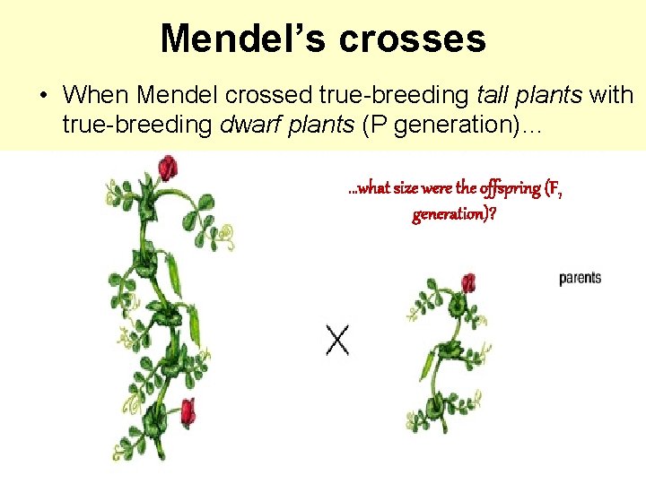 Mendel’s crosses • When Mendel crossed true-breeding tall plants with true-breeding dwarf plants (P