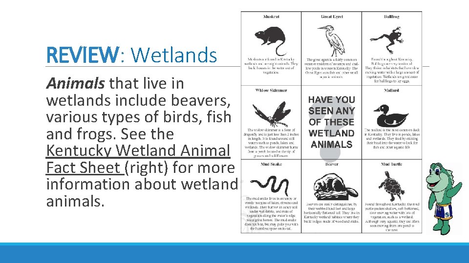 REVIEW: Wetlands Animals that live in wetlands include beavers, various types of birds, fish REVIEW: Wetlands Animals that live in wetlands include beavers, various types of birds, fish